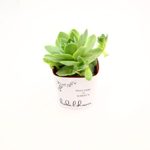 May include: A small potted succulent plant with vibrant green leaves. The white pot is decorated with black floral accents and text that reads "WELCOME TO KAILEE'S bridal shower."