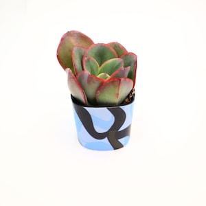 May include: A small succulent plant in a decorative pot. The plant has green leaves with red edges. The pot is decorated with a blue and black camouflage pattern. The plant is set against a white background.