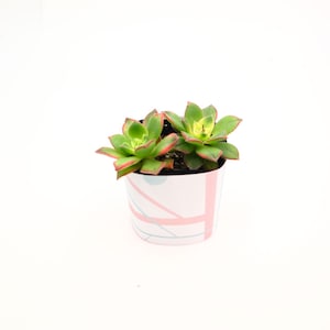May include: A small potted succulent plant with green leaves edged in red. The plant sits in a white pot decorated with pink and blue geometric lines. The background is plain white.