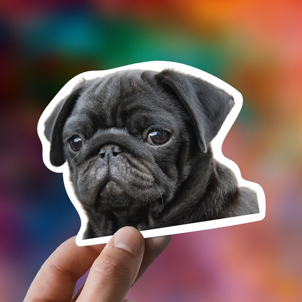 Black Pug, Nior Chien Carlin Sticker Puppy Sicker Water Bottle Sticker Laptop Sticker Car Decal Pet Sticker Waterproof Vinyl Sticker