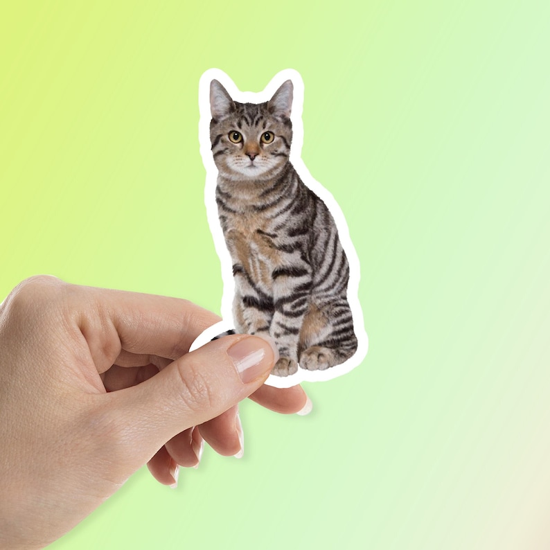 brown tabby cat sticker, photo of a cat sticker, waterproof and uv laminated.