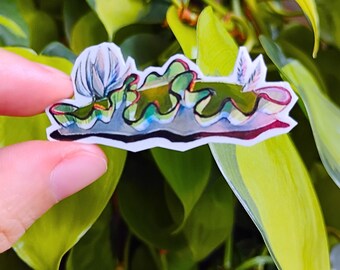 Aromantic pride nudibranch: 1.5 in vinyl waterproof sticker