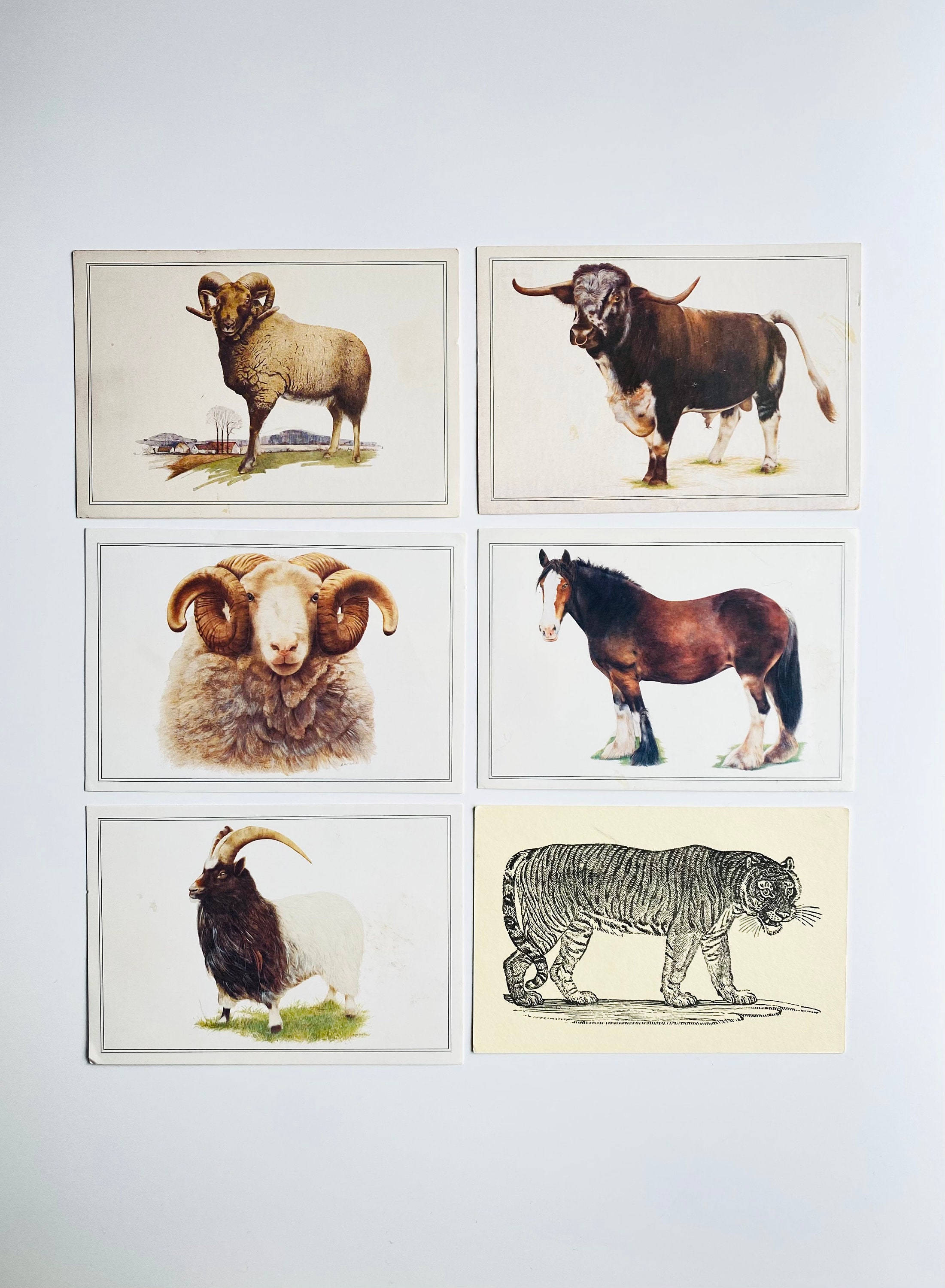 LOT of 6 Vintage Animal Postcards Illustrated Retro Goat Ram - Etsy