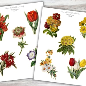 Peut inclure: Deux feuilles de papier avec des illustrations florales vintage. Les feuilles pr&eacute;sentent diverses fleurs, dont des tulipes, des marguerites et d'autres fleurs printani&egrave;res dans des tons de rouge, jaune, blanc et violet. Le texte "Spring Flowers" et le nom du designer sont imprim&eacute;s en haut.