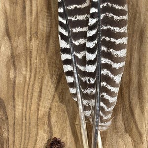 Barred Turkey Feathers: Natural Craft Supply, Hand Foraged