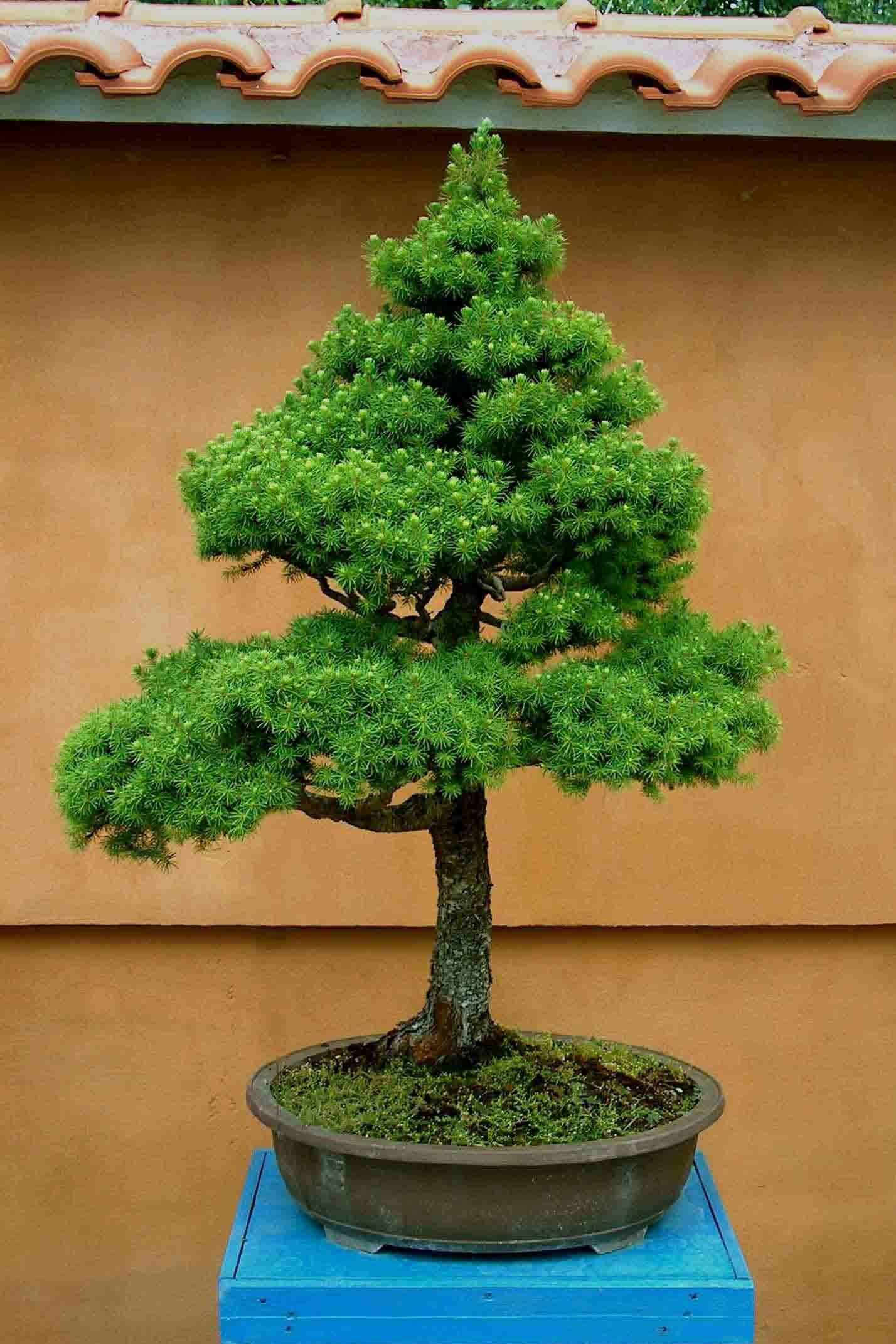 Bonsaï Epicéa Glauca Conica