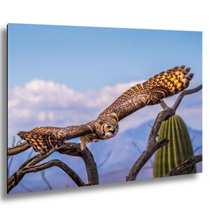 May include: A photograph of a Great Horned Owl in flight, captured against a backdrop of a blue sky with clouds and a mountain range. The owl's wings are fully extended, showcasing brown and yellow patterned feathers. A cactus and tree branches are in the foreground.