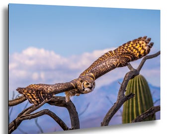 Horned Owl Photography Desert Wildlife Wall Art, Arizona Landscape