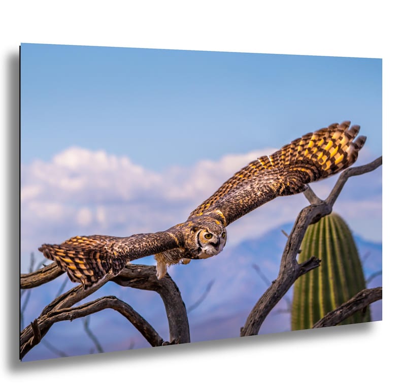 May include: A photograph of a Great Horned Owl in flight, captured against a backdrop of a blue sky with clouds and a mountain range. The owl's wings are fully extended, showcasing brown and yellow patterned feathers. A cactus and tree branches are in the foreground.