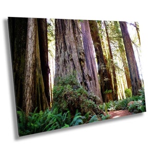 Forest Cathedral: Redwood Giants Wall Canvas Sequoia National Park Photography California Art Print