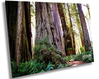 Forest Cathedral: Redwood Giants Wall Sequoia National Park Photography California Art Print
