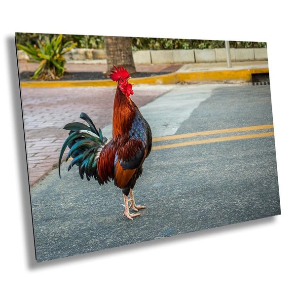 City Cock-a-Doodle-Doo: Rooster Traffic Stop Florida Key West Animal Metal Canvas Print Wall Art Decor