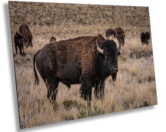American Bison Photography: Utah Wildlife Wall Art Print
