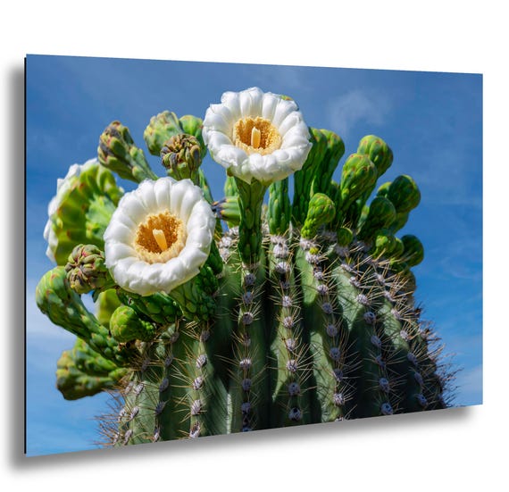order san pedro cactus San Pedro Cactus main image 0