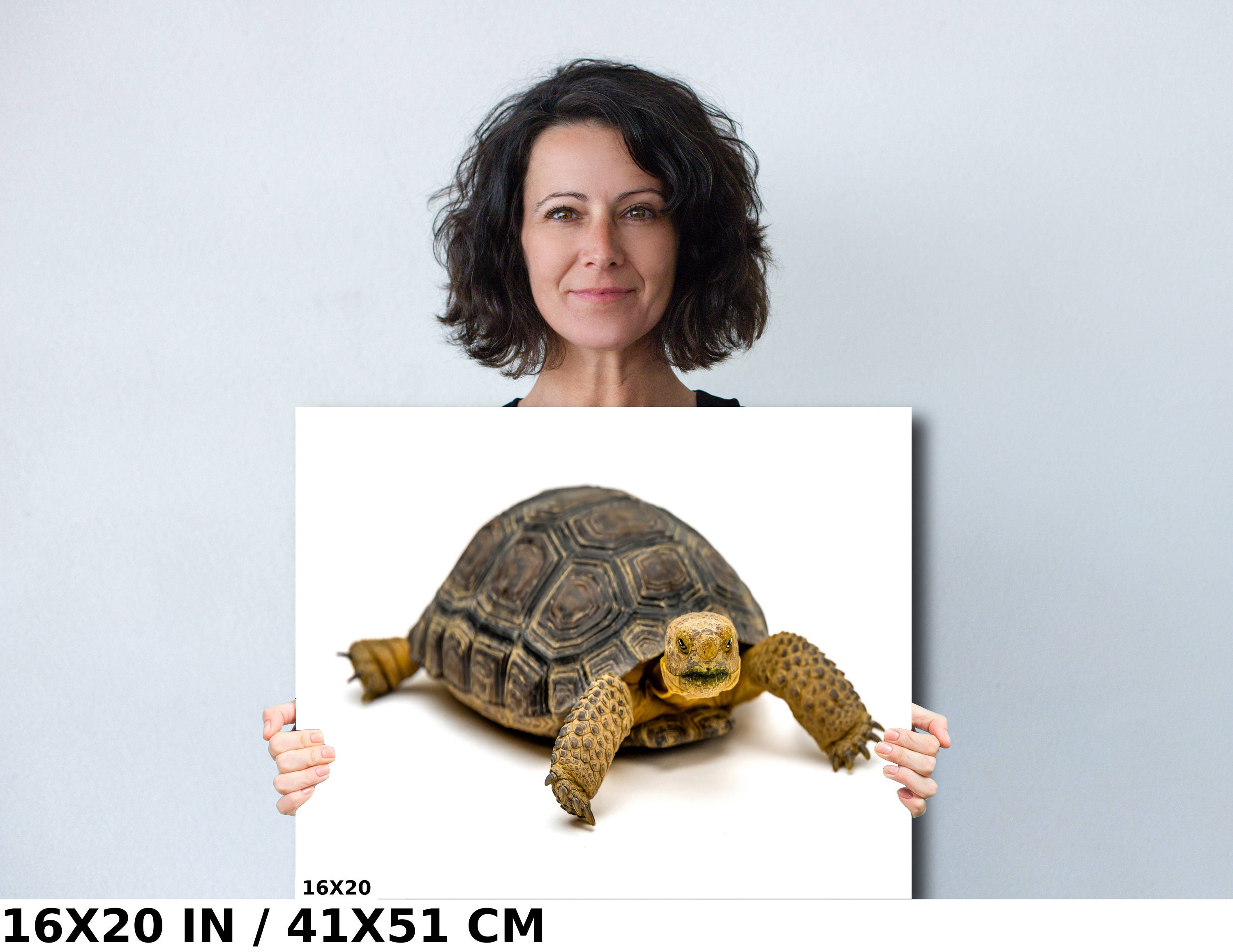 Desert Tortoise Wall Art Print: Animal Photography Home Decor - Etsy