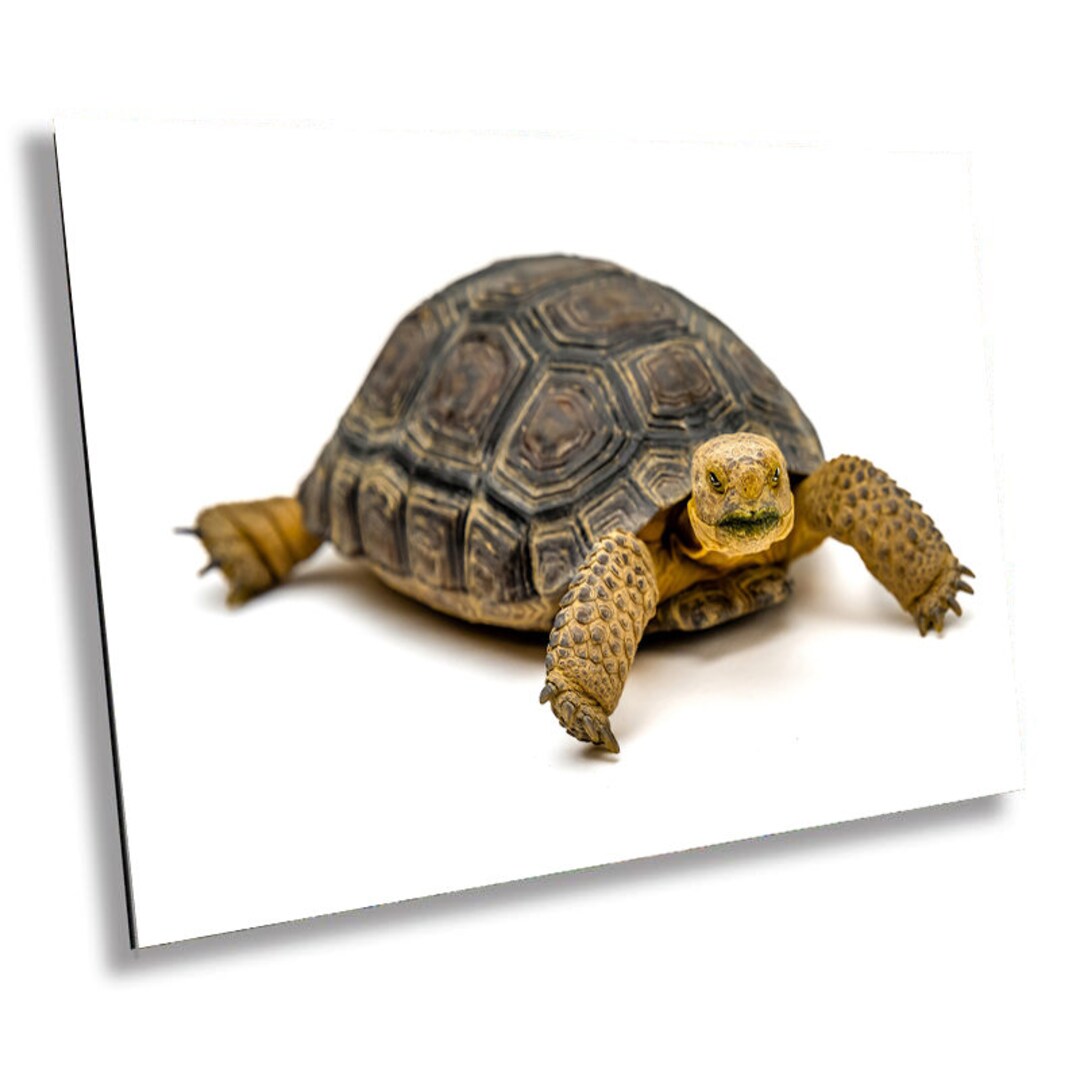 Desert Tortoise Wall Art Print: Animal Photography Home Decor - Etsy