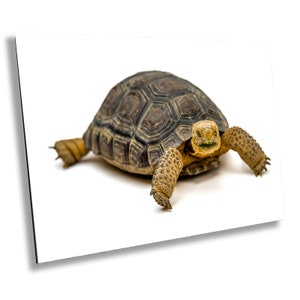 Hard Shell Finish: The Desert Tortoise Wall Art Print Animal Photography Aluminum/Acrylic/Metal/Canvas Home Decor