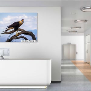 Op de afbeelding: Een ingelijste canvas print van een kuifcaracara vogel die op een tak zit. De vogel heeft een gele kop en een zwart-wit lichaam. De print meet 76x102 cm.
