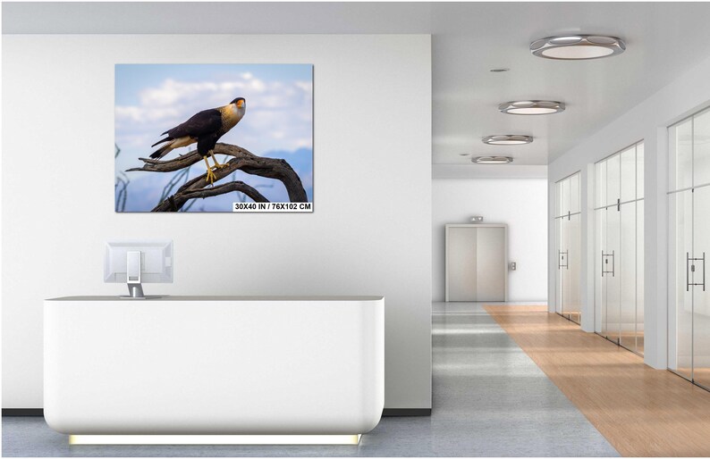 Op de afbeelding: Een ingelijste canvas print van een kuifcaracara vogel die op een tak zit. De vogel heeft een gele kop en een zwart-wit lichaam. De print meet 76x102 cm.