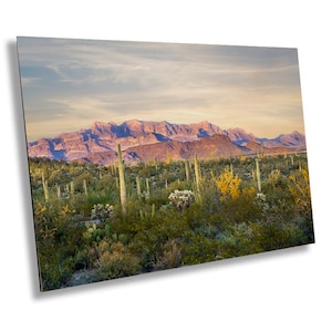 May include: A panoramic view of a desert landscape with a mountain range in the background. The foreground features a variety of cacti and desert plants, including saguaro cacti, prickly pear cacti, and palo verde trees. The sky is a soft pink and orange, indicating a sunset or sunrise.
