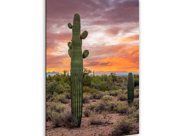Sonoran Desert with Tall Saguaro Cactus Arizona Wall Art Photography Hanging Home Decor