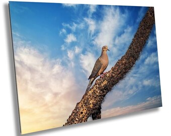Mourning Dove on Cactus Branch Art Print: Arizona Wildlife Photography