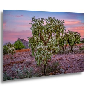 May include: A desert landscape photograph featuring several cholla cacti with green and white spiky branches. The sky transitions from pink to blue, with a mountain in the background. The ground is covered in reddish-brown gravel and sparse vegetation.