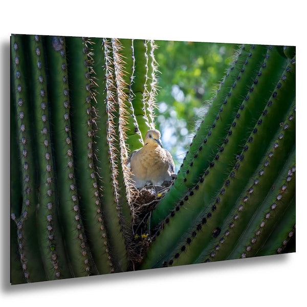 Mourning Dove Fine Art Print: Saguaro Cactus Nest, Arizona Desert Photography