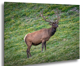 Bull Elk Photo Print: Rocky Mountain National Park Wildlife Wall Art