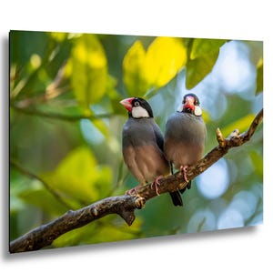 May include: Two Java sparrows perched on a thin brown tree branch. The birds have slate gray backs, light pinkish-brown chests, black heads with white cheek patches, and thick red beaks. The background features soft, out-of-focus green leaves.