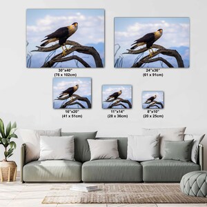 Op de afbeelding: Canvas prints van een kuifcaracara op een tak, tegen een blauwe lucht met wolken. Verkrijgbaar in verschillende maten, waaronder 76x102cm, 61x91cm, 41x51cm, 28x36cm en 20x25cm. De vogel heeft een zwart lichaam, een witte nek en gele poten.