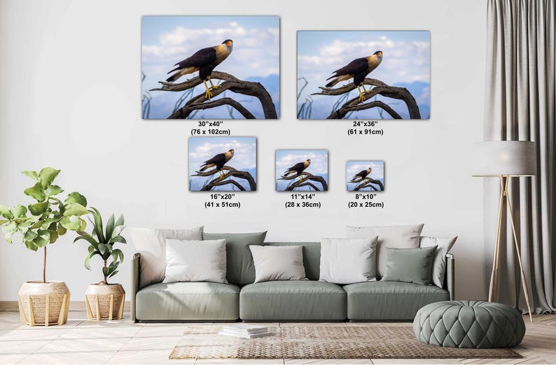 Op de afbeelding: Canvas prints van een kuifcaracara op een tak, tegen een blauwe lucht met wolken. Verkrijgbaar in verschillende maten, waaronder 76x102cm, 61x91cm, 41x51cm, 28x36cm en 20x25cm. De vogel heeft een zwart lichaam, een witte nek en gele poten.