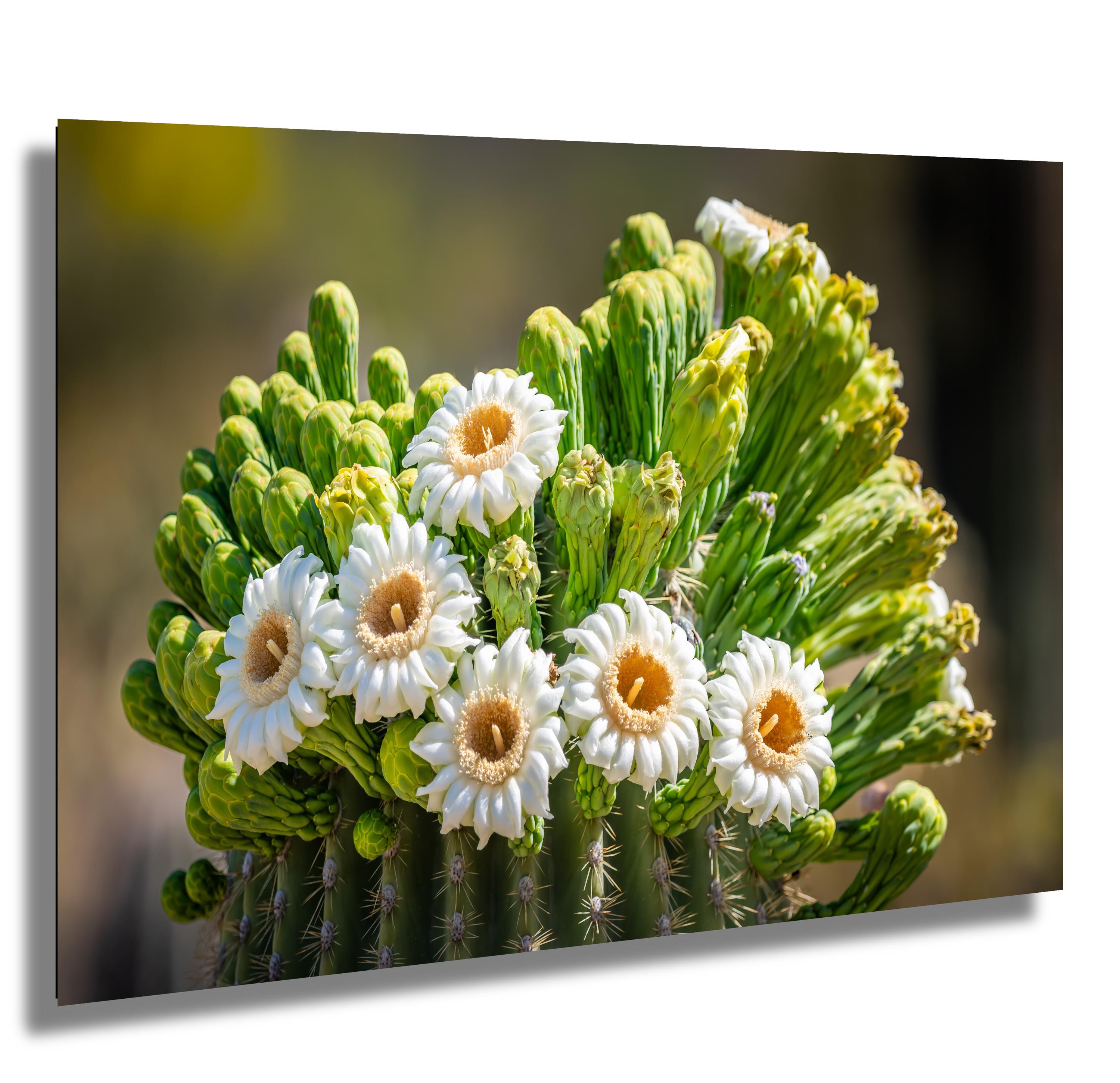 Arizona Saguaro Cactus Flower Print: Sonoran Desert Nature Photography