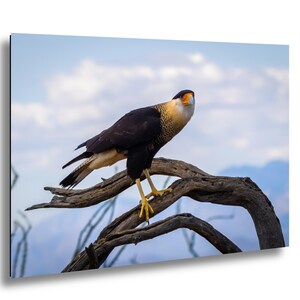 Op de afbeelding: Een ingelijste print met een Caracara-vogel die op een verweerde tak zit. De vogel heeft een zwart lichaam, een cr&egrave;mekleurige nek en een gele snavel en poten. De achtergrond is een blauwe lucht met verspreide wolken.