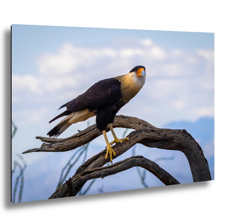 Op de afbeelding: Een ingelijste print met een Caracara-vogel die op een verweerde tak zit. De vogel heeft een zwart lichaam, een cr&egrave;mekleurige nek en een gele snavel en poten. De achtergrond is een blauwe lucht met verspreide wolken.