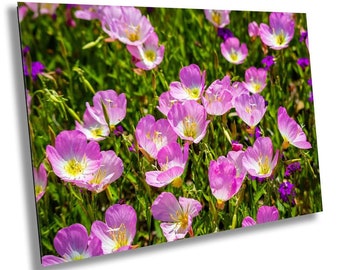 Primrose Field: February Birth Flower Photography Wall Art