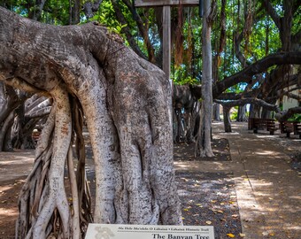 The Lahaina Banyan Tree: Hawaii's Historical Tree Photography Maui Wall Art Hawaii Canvas Metal Print