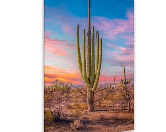 Multi-Arm Saguaro at Sunset - Saguaro National Park East Tucson Arizona Photography Print