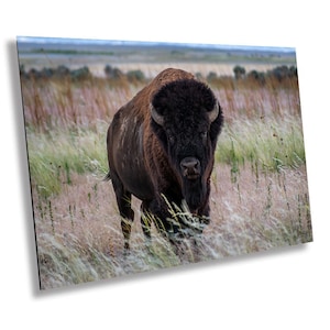 May include: A large American bison with thick, dark brown fur on its head and shoulders, and lighter brown fur on its body, stands facing forward in a field of tall, dry, tan-colored grasses under a soft, overcast sky.