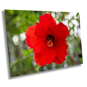 May include: A vibrant red hibiscus flower with a yellow center, in focus against a blurred green background.