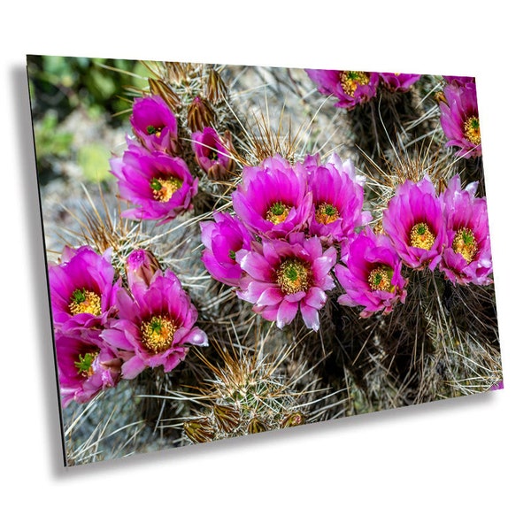 Prickly Beauty: Hedgehog Cactus Flower Metal Canvas Print Echinocereus Wall Art Arizona Desert Photography