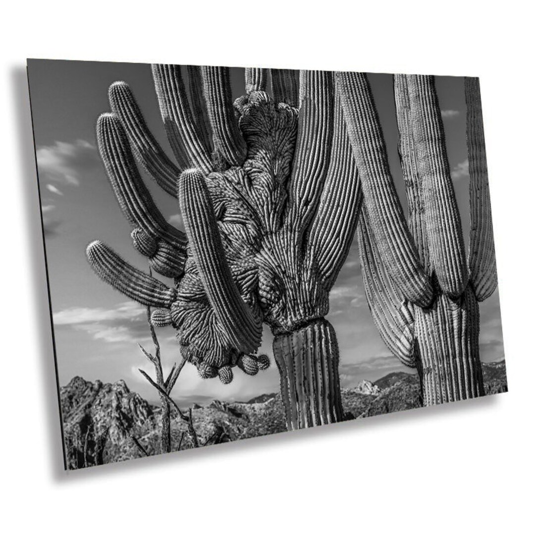 Desert Elegance: Crested Saguaro Cactus Wall Art Black and White ...