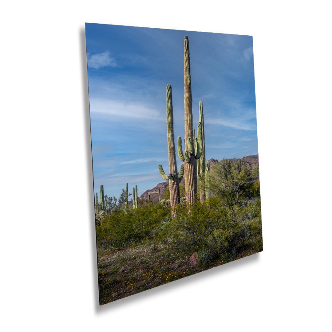 Saguaro Cactus Arizona Desert Wall Art Photography Home Decor - Etsy