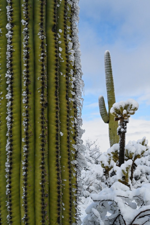 Frozen Giants: Snowfall on Saguaro National Park Cactus Winter Photography  Canvas Home Wall Art -  España