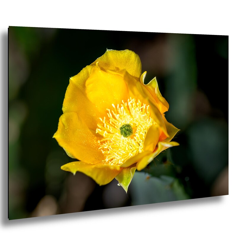 Cactus Flower Macro Photo - Etsy