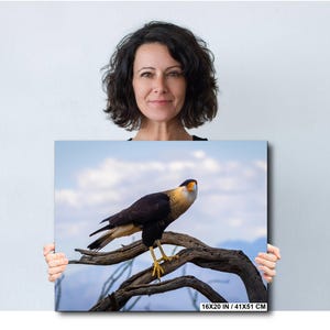 Op de afbeelding: Een canvas print met een Caracara vogel op een tak tegen een blauwe lucht. De vogel heeft een zwart, wit en geel verenkleed. De print meet 41x51 cm.