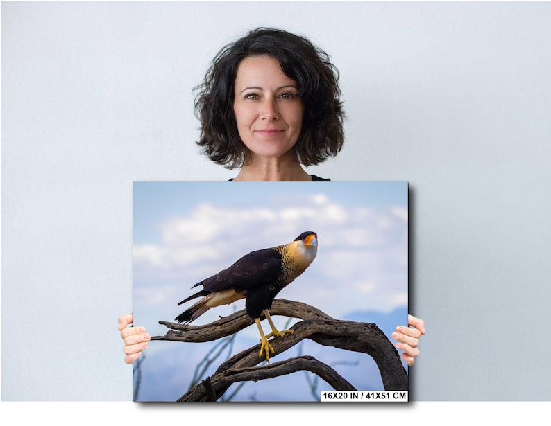 Op de afbeelding: Een canvas print met een Caracara vogel op een tak tegen een blauwe lucht. De vogel heeft een zwart, wit en geel verenkleed. De print meet 41x51 cm.
