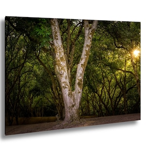 Oregon Forest Sunburst V-Trunk Tree Wall Art Photography Print, Woodland Light Rays Nature Canvas Wall Art, Pacific Northwest Metal Fine Art
