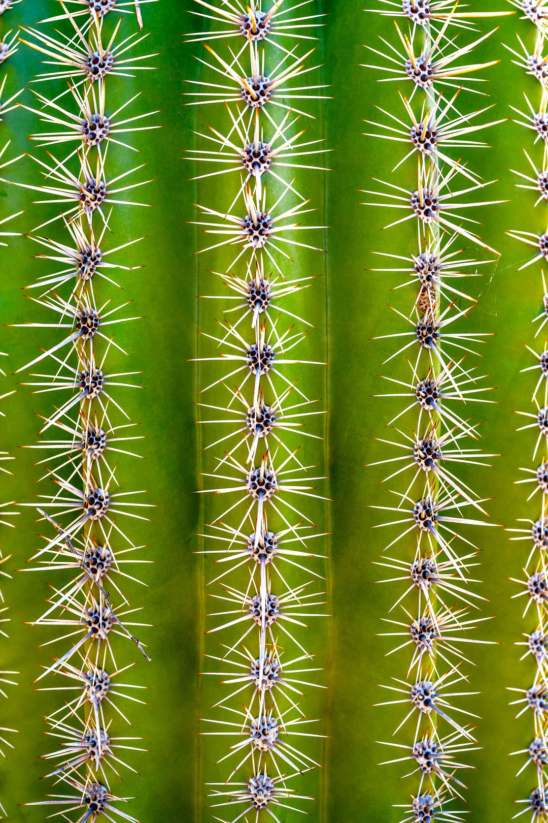 Magnifying Nature's Sculptures Saguaro Cactus Zoomed in Photography
