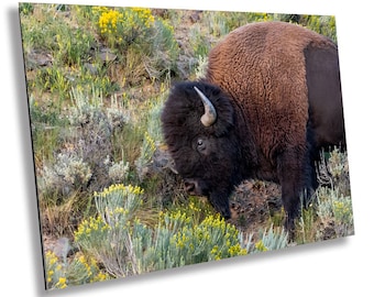 May include: A brown and black bison with large horns stands in a field of green grass and yellow wildflowers.
